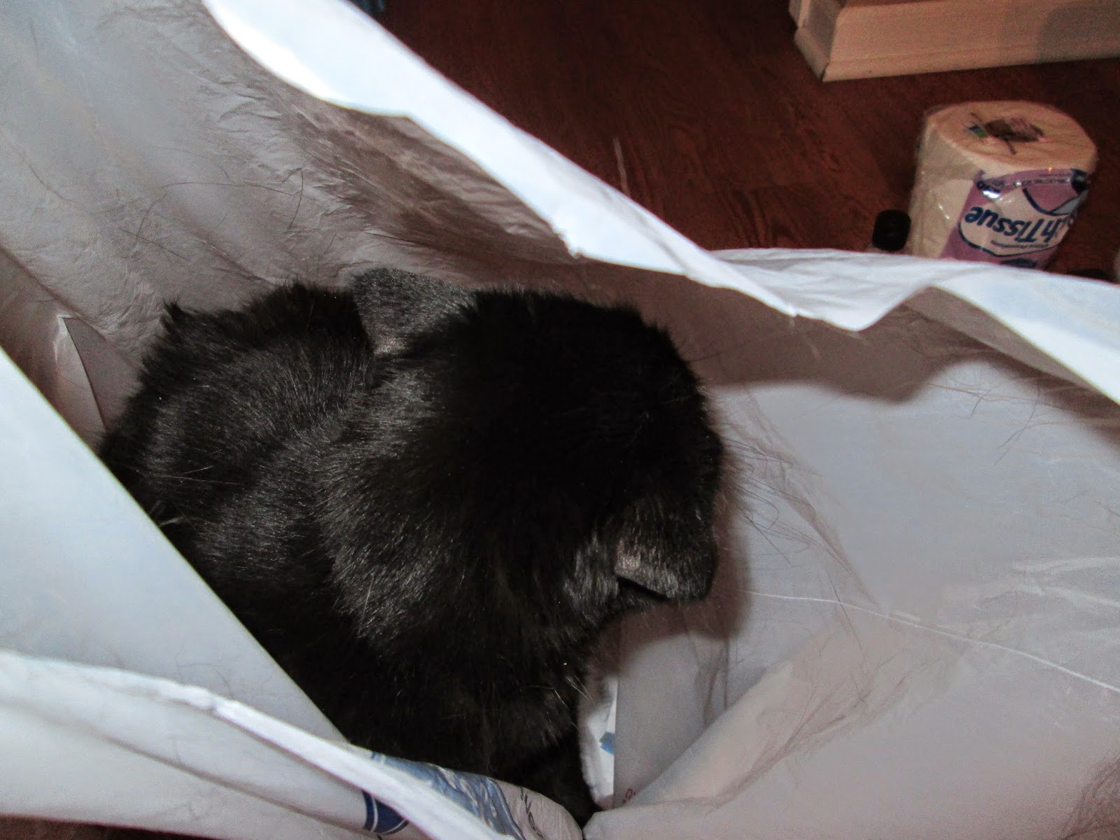 Give a cat a bag... Team Cartwright