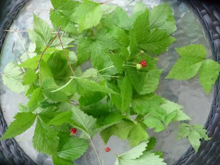 Raspberry leaf tea benefits