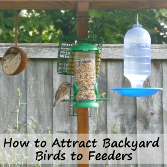 Lush How To Get Birds To Come To Feeder Artwork in 4K Lush How To Get Birds To Come To Feeder Artwork in 4K