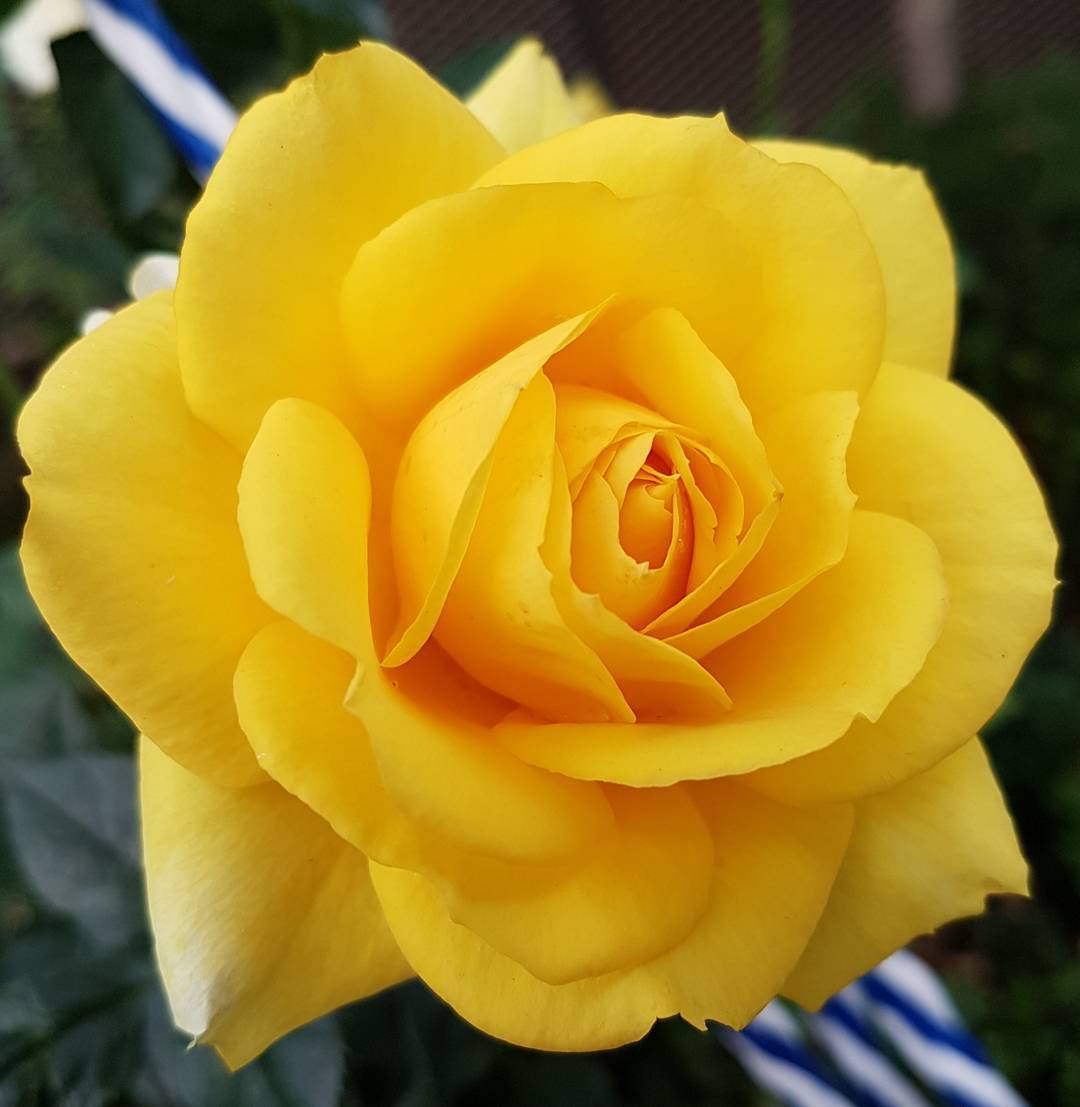 Single Yellow Rose iFlowers