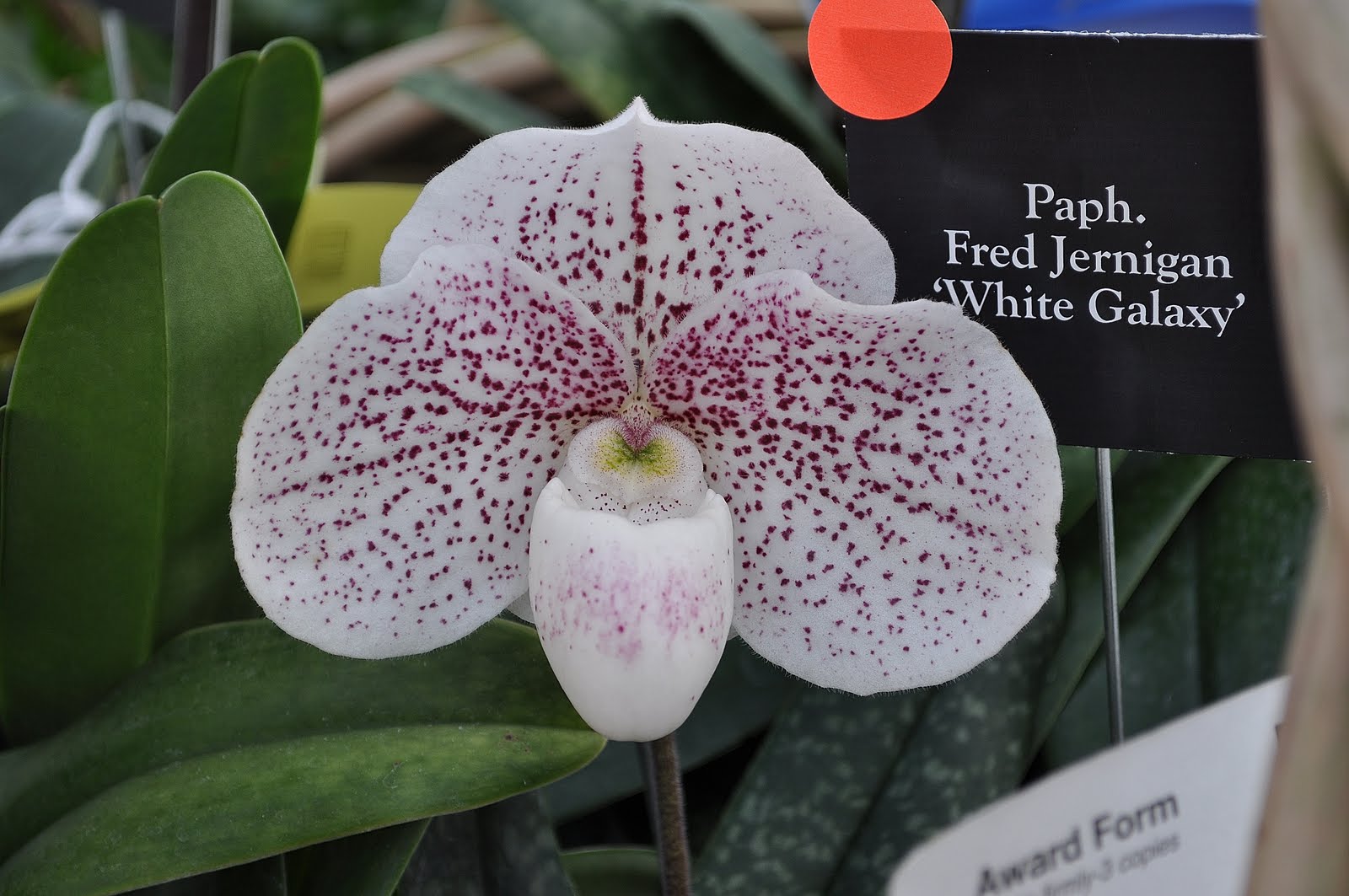 Primarily Cymbidiums Virginia Orchid Society Show, 2011