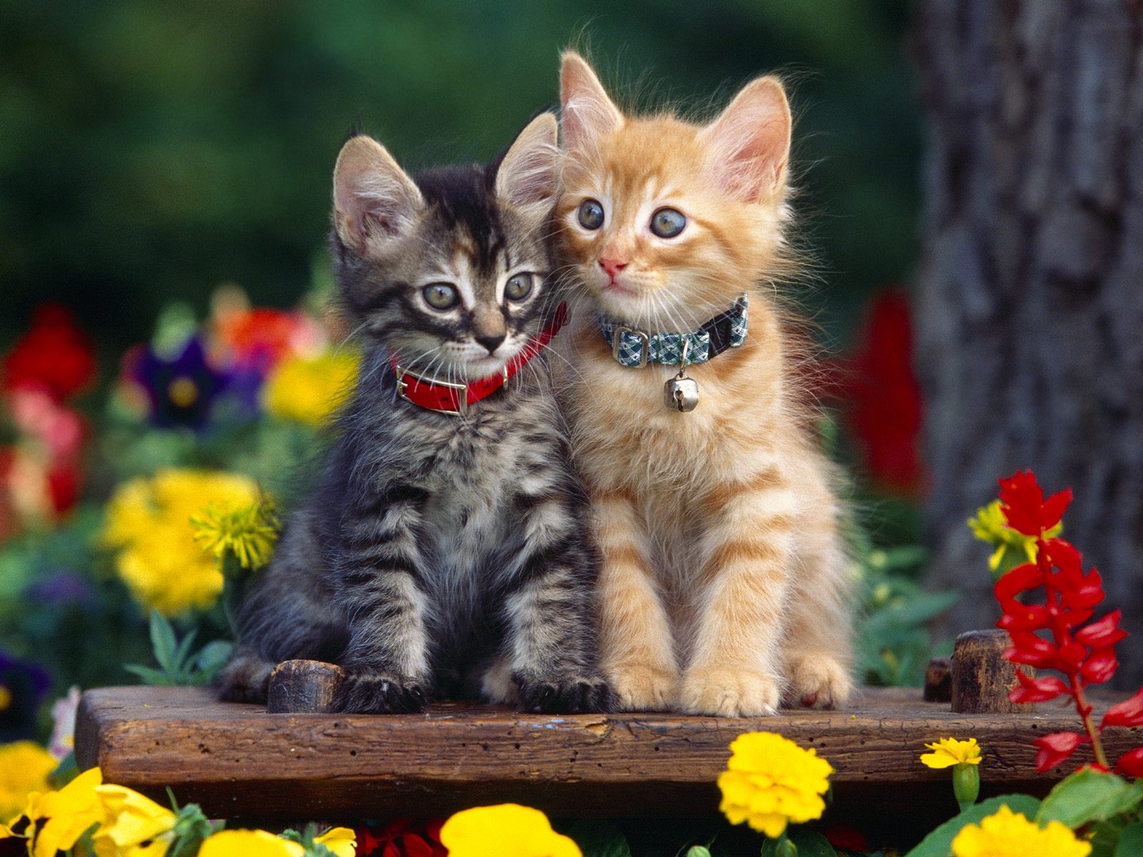 Gambar Lucu Binatang Kucing Terbaru Display Picture Unik Gambar Lucu Binatang Kucing Terbaru Display Picture Unik