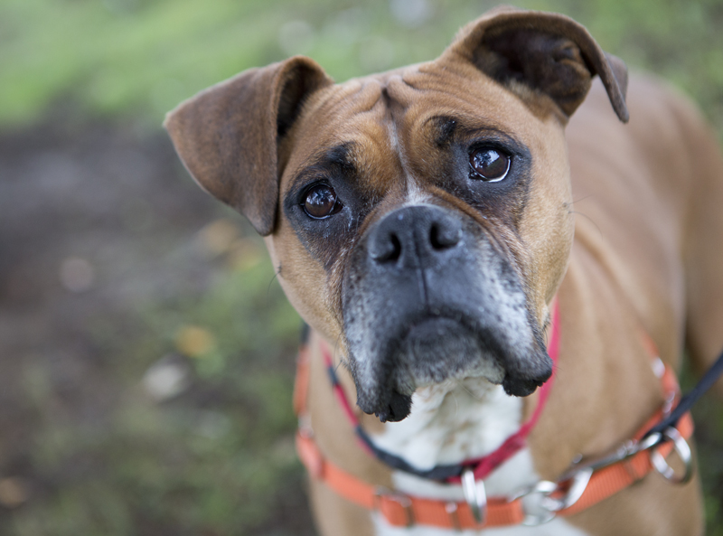 Shelter Dogs of Portland "HOPE" a boxer girl