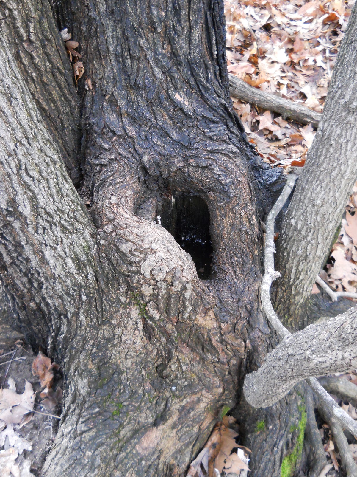 World Bird Sanctuary World Bird Sanctuary hosts a maple syrup cookdown!