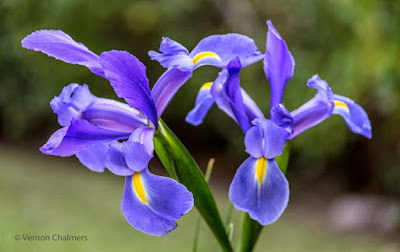 Blue Iris Flower Cape Town - Focal length: 79mm  Av Mode: f/4.5 / ISO 200 No filters / tubes