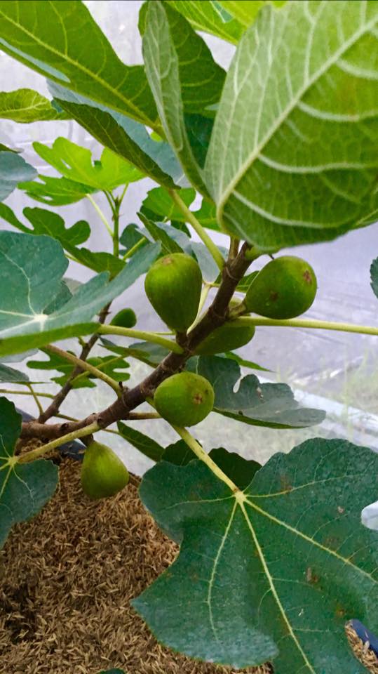 Figs Photo Collection Around the World MAROC 23 ( morocco) Figs