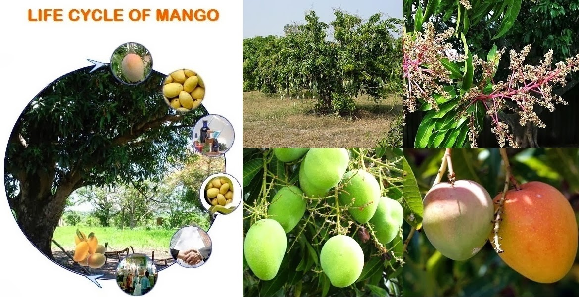 Mango Orchard for Business