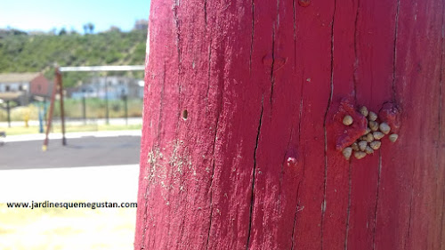 Naranjo pintado de rojo