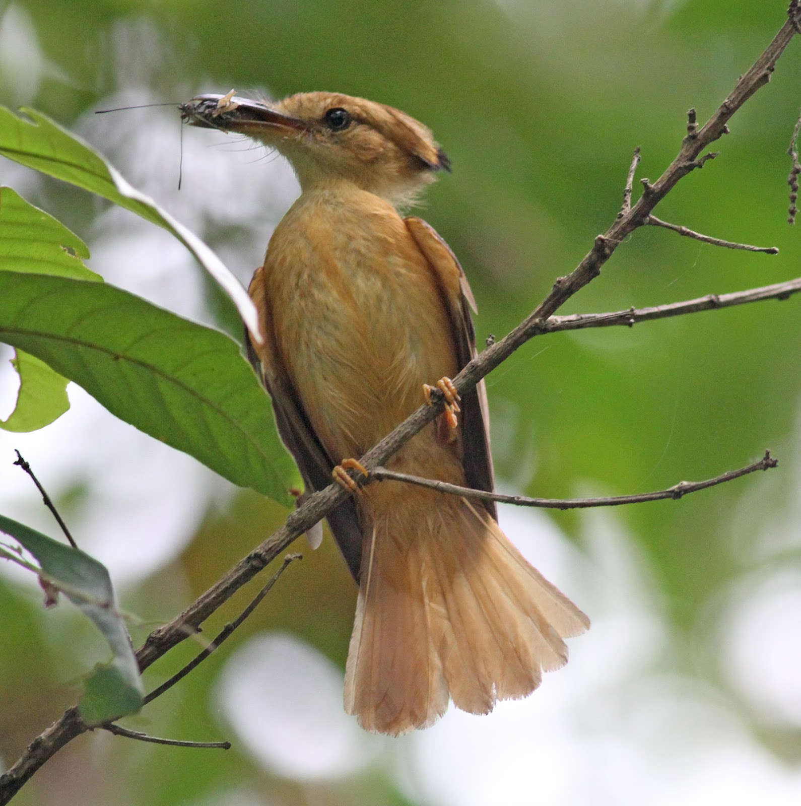 Simon and Karen Spavin Amazonian Royalflycatcher