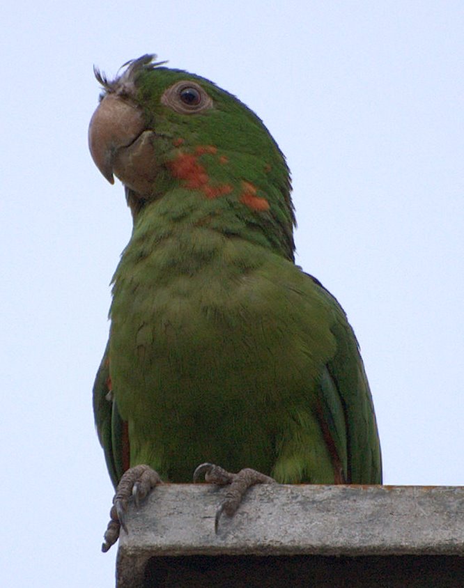 CATENDE PASSAROS: FOTOS DE PÁSSAROS
