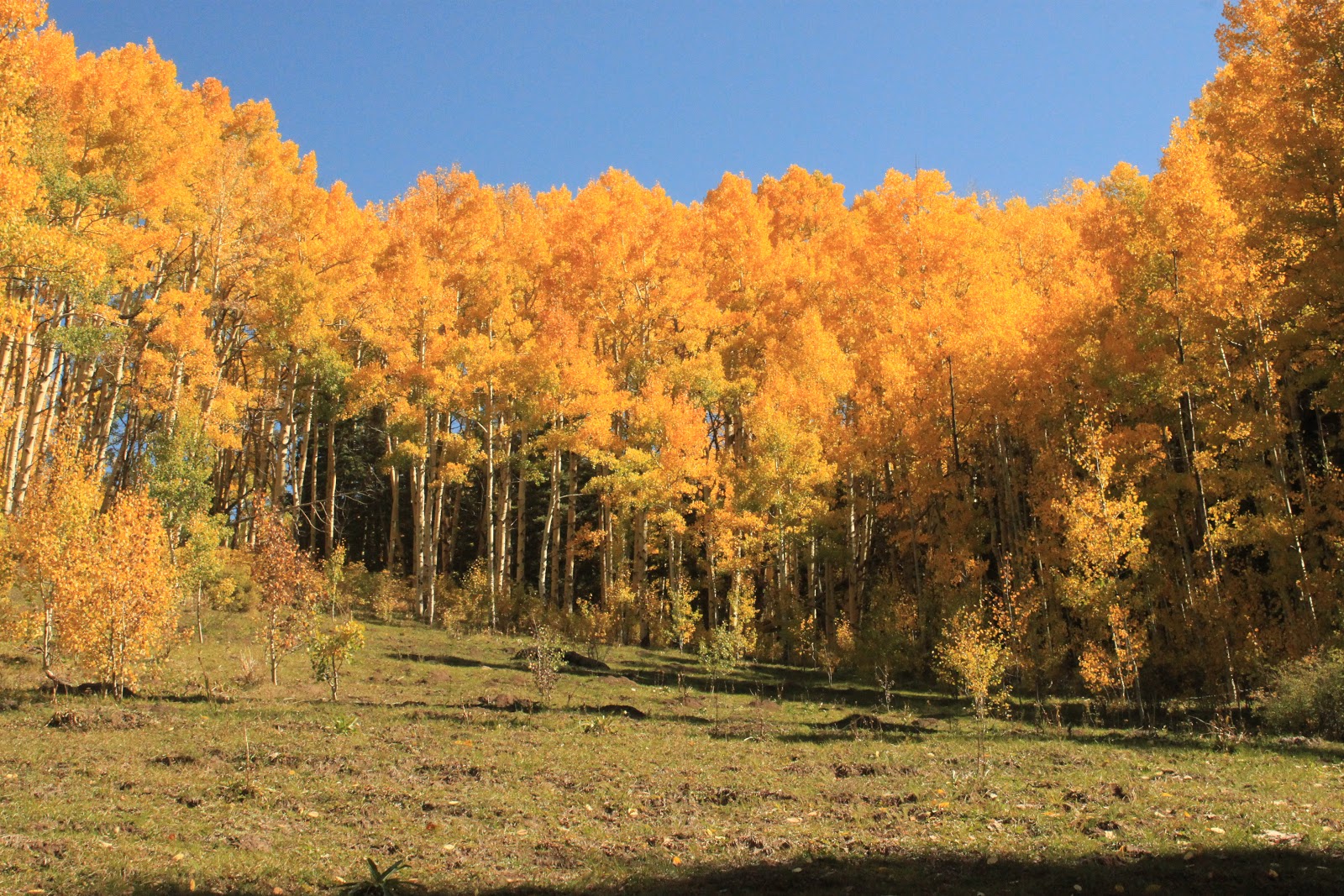 Til the Last Hemlock Dies: Fall Colors Colorado and Fall Colors Carolina: