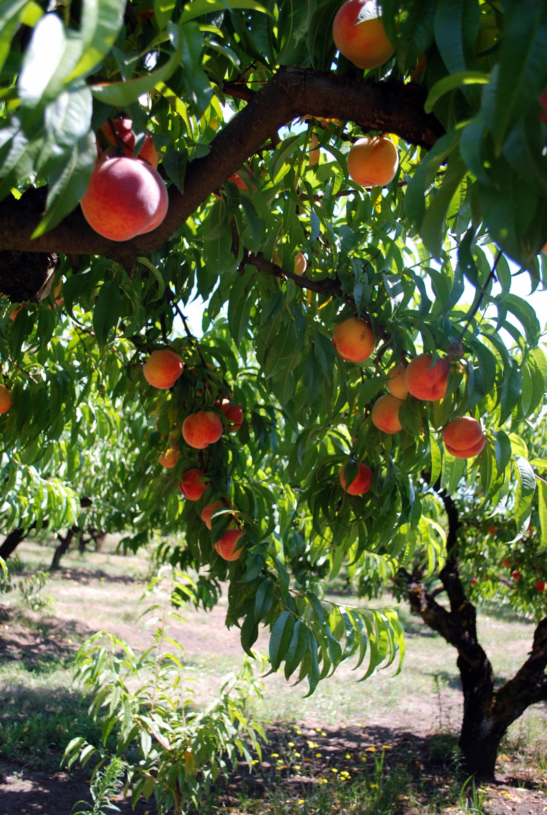 the farmer's wife RED HAVEN PEACHES
