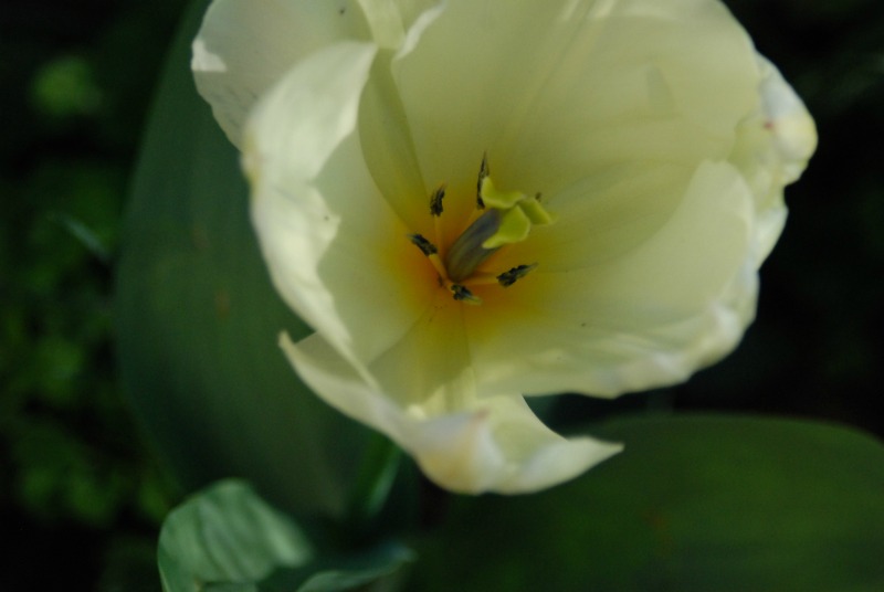 tulipano in fiore