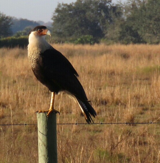 Bird & Travel Photos, Birding Sites, Bird Information CRESTED CARACARA