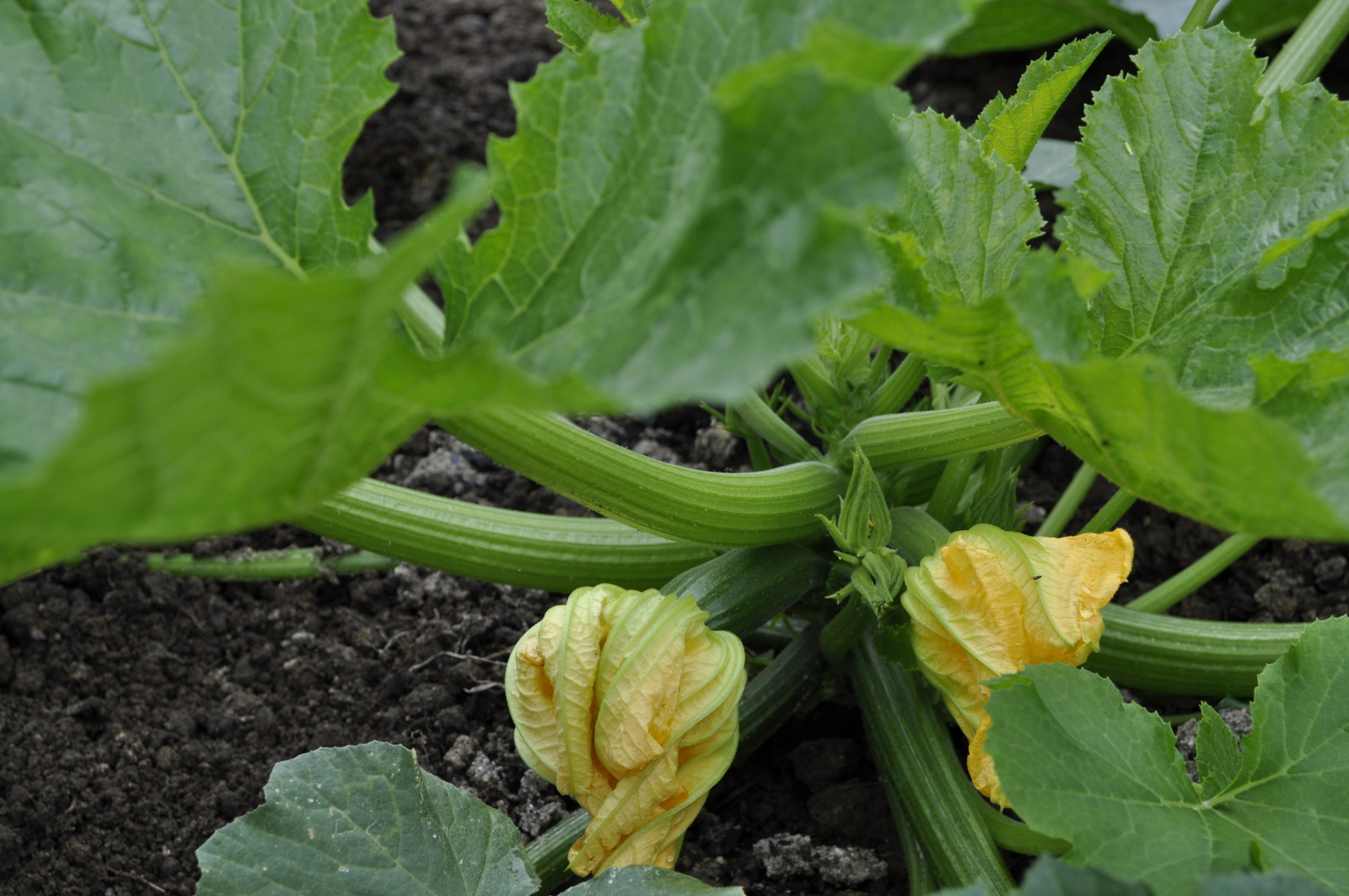 Tales from Toriello Making the most of courgette, marrow, zucchini and