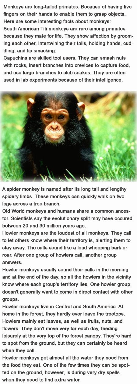 Monkeys for kids