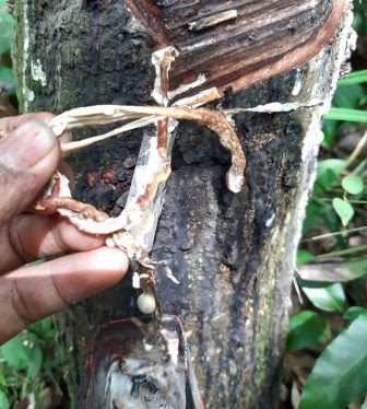 Tips Mengatasi Pohon Karet Yang Tidak Mengeluarkan Getah Atau Mati Getah Kangkaret