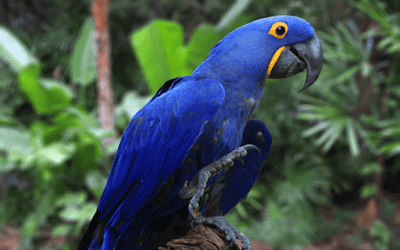 Daftar Resmi Harga Burung Macaw Terbaru 2019 Lengkap Unsur Rimba