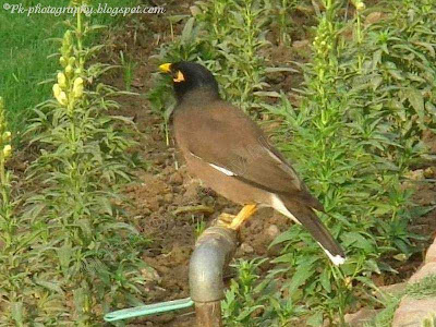 Indian Myna Bird