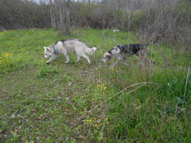 How To Train Dog To Blood Trail Deer How To Train Dog To Blood Trail Deer