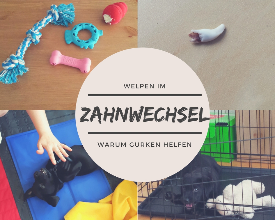 Zahnwechsel beim Hund wie Gurken Deinem Welpen jetzt helfen können