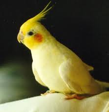 عالم الحيوان فيت طيور الكروان او الكوكتيل تغذية وتكاثر