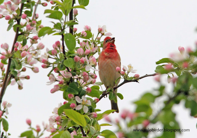Rosefinch in apple blossom rosefinch%2BIMG 4338%2Bcopy