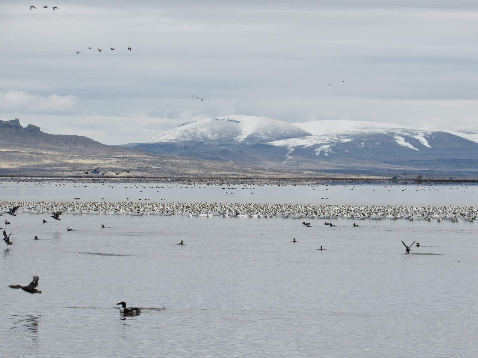 Vaughn the Road Again Tule Lake National Wildlife Refuge ↔ Klamath