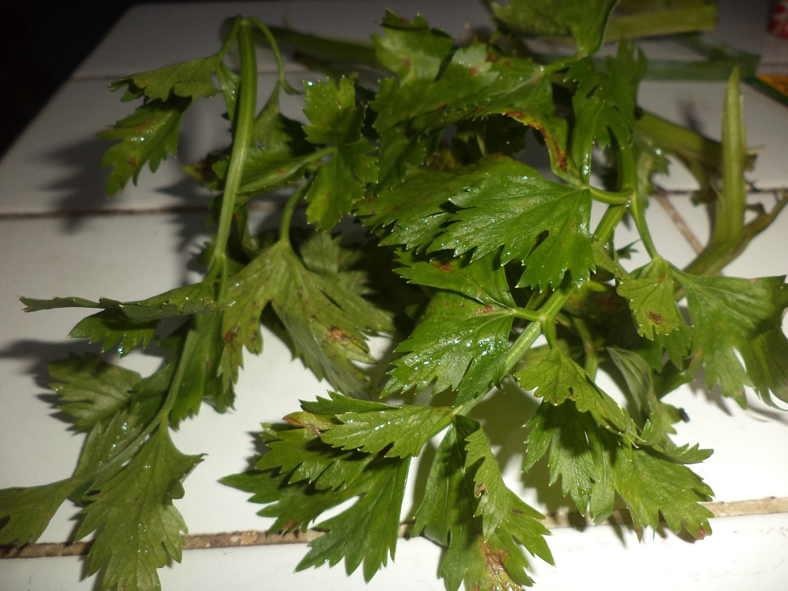 PERTANIANNYA MUSRIATI SELEDRI (Apium graveolens L.) DAN