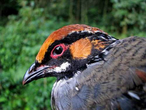 Indian bird - Hill partridge - Arborophila torqueola