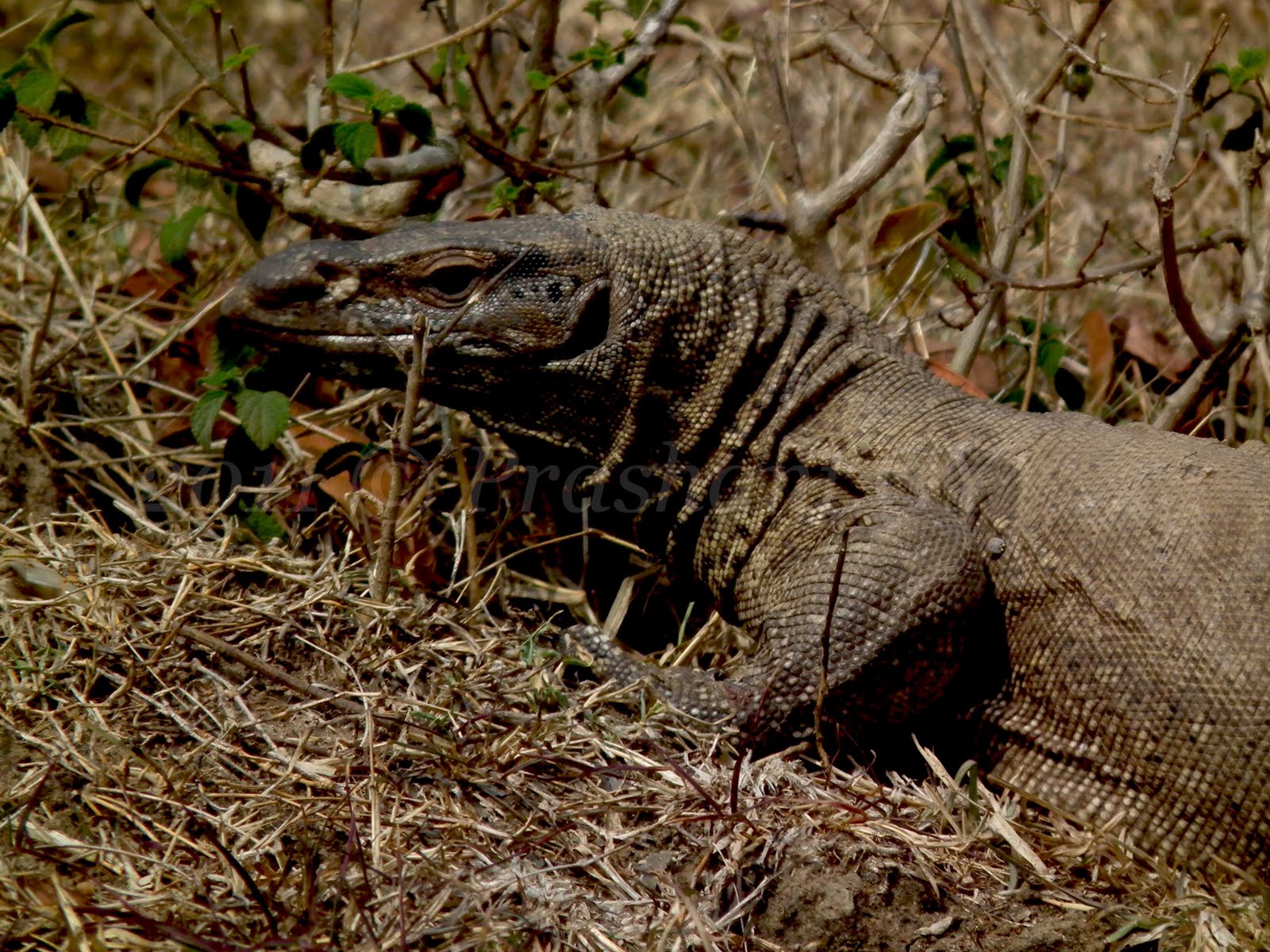 Viewpoint Common Indian Monitor Lizard Bandipur NP meet-the-monitor-lizards-of-india-wildlife-sos-48-off