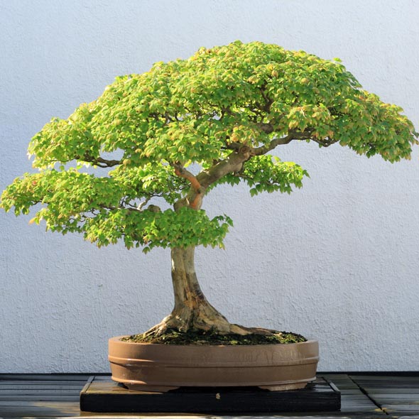 Asal Mula Tanaman Bonsai Sebagai Tanaman Hias