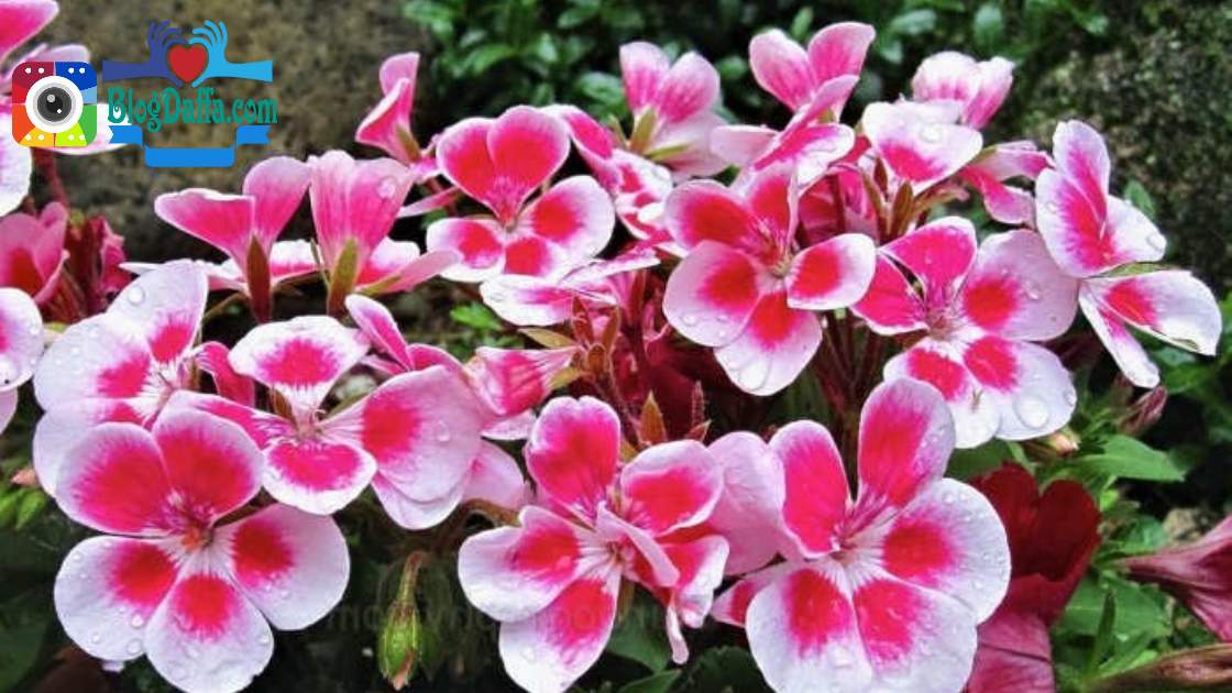 cara merawat Bunga Geranium cara merawat Bunga Geranium di rumah