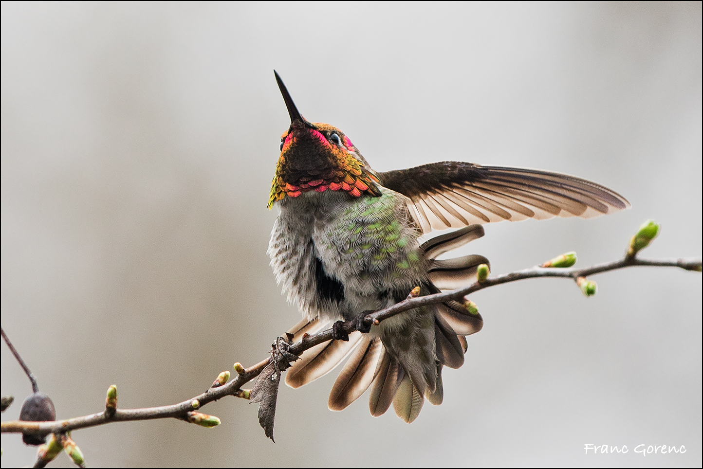 Travels With Birds The Hummingbirds Of Vancouver Island