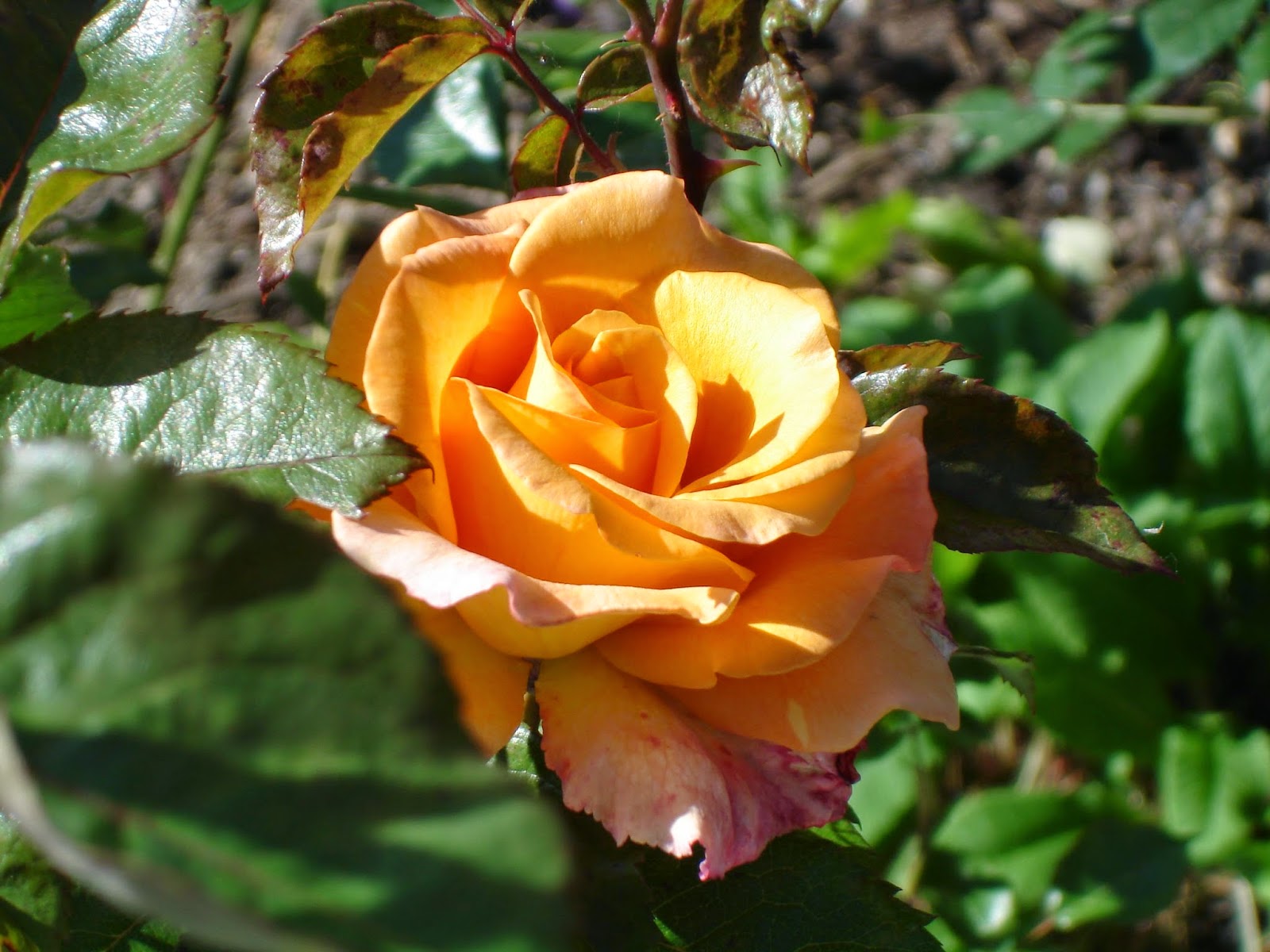 Bickenbach Blumen Juni 2014