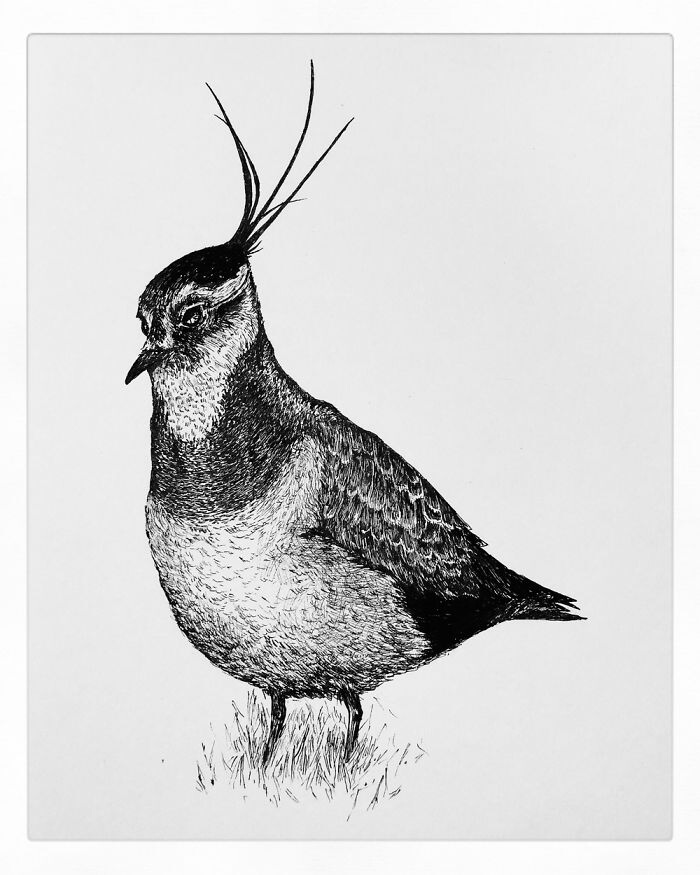 09-Lapwing-Bas-Geeraets-Black-and-White-Drawings-of-Birds-www-designstack-co
