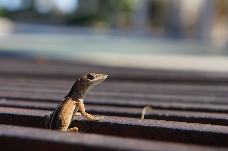 Brad'S Photo Blog: Geico Lizard