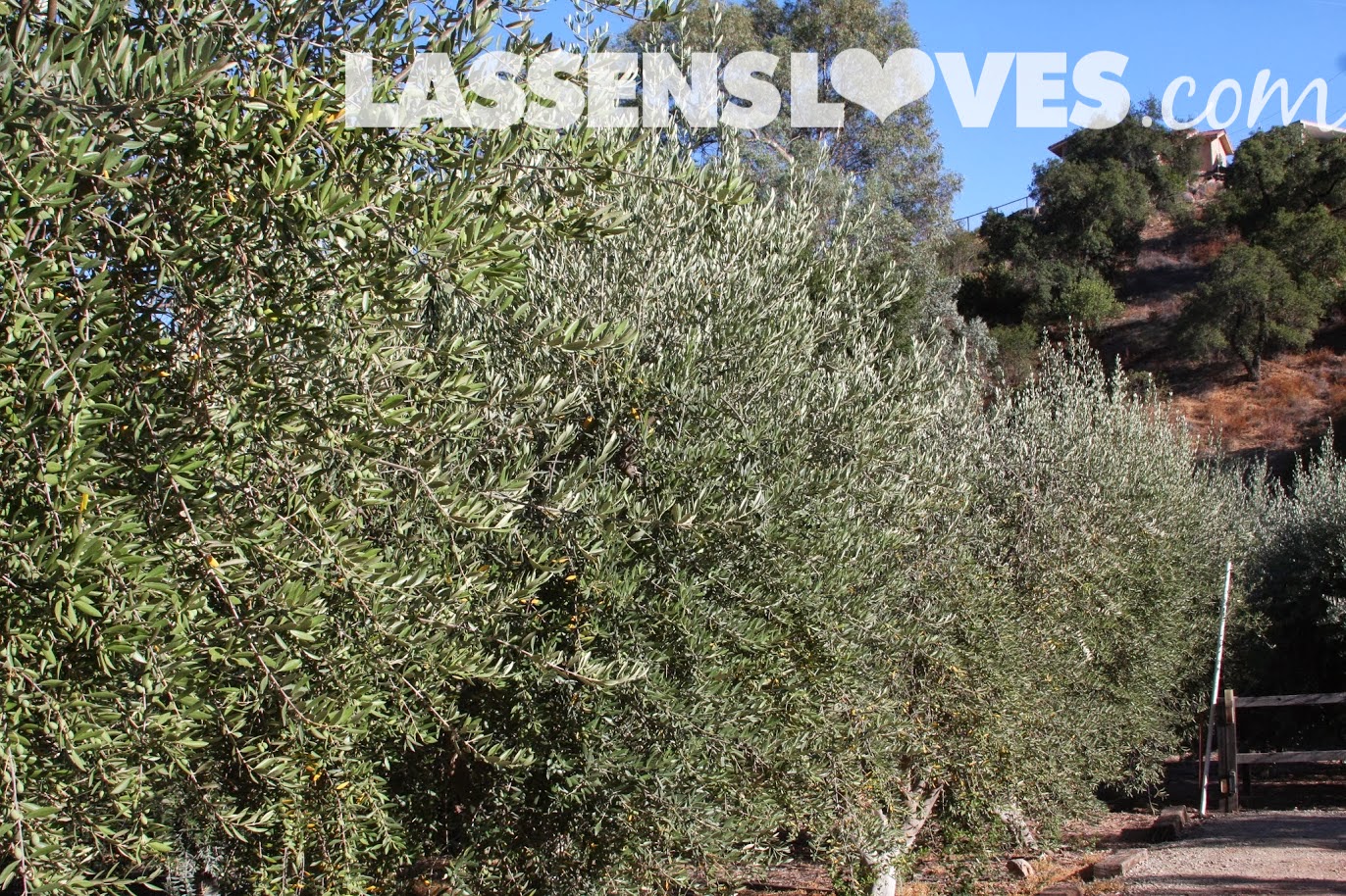 lassensloves.com, Lassen's, Lassens, Ojai+Olive+Oil, Olive+Oil 