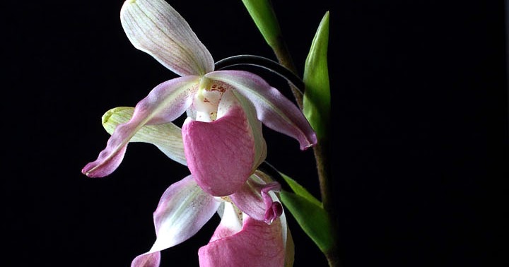 Orquídeas no Apê: Orquídea Phragmipedium Sedenii