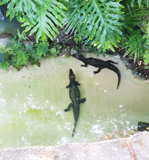 Crocodiles à Miami