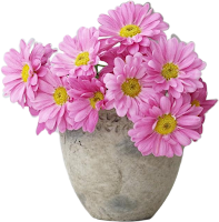 Vaso de crisântemo rosa Vaso de crisântemo rosa