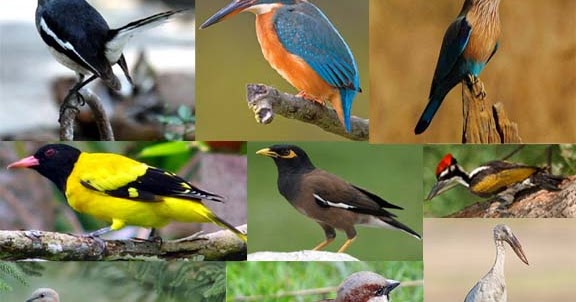 Daftar Harga Burung Kota Solo Lengkap Di Pasaran Bulan Ini Pakan