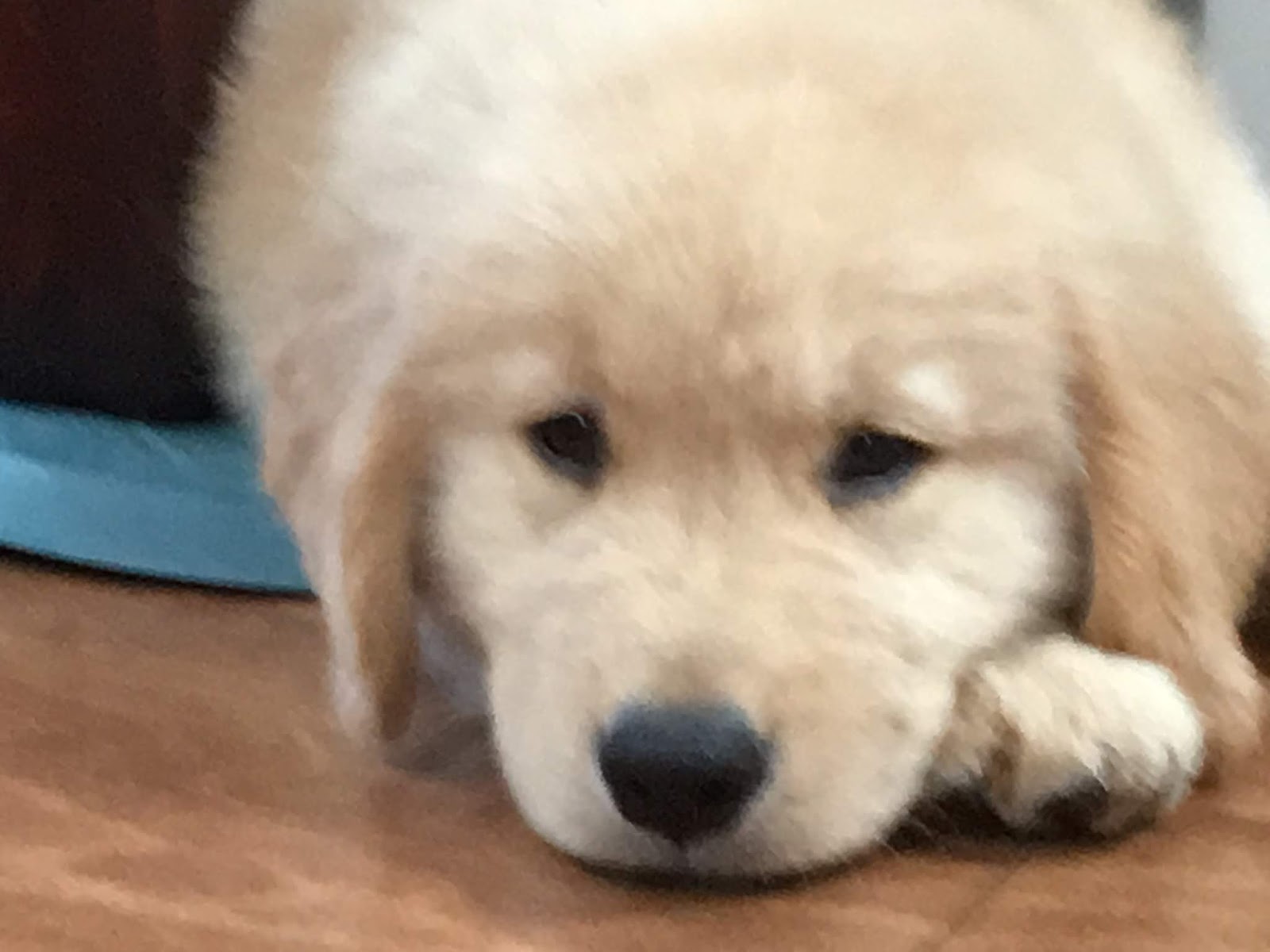 taurine deficiency in golden retrievers grain free diet