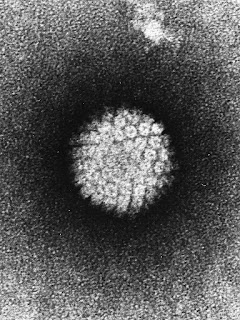 Dulbecco found that viruses such as the human papilloma virus could cause cell mutations