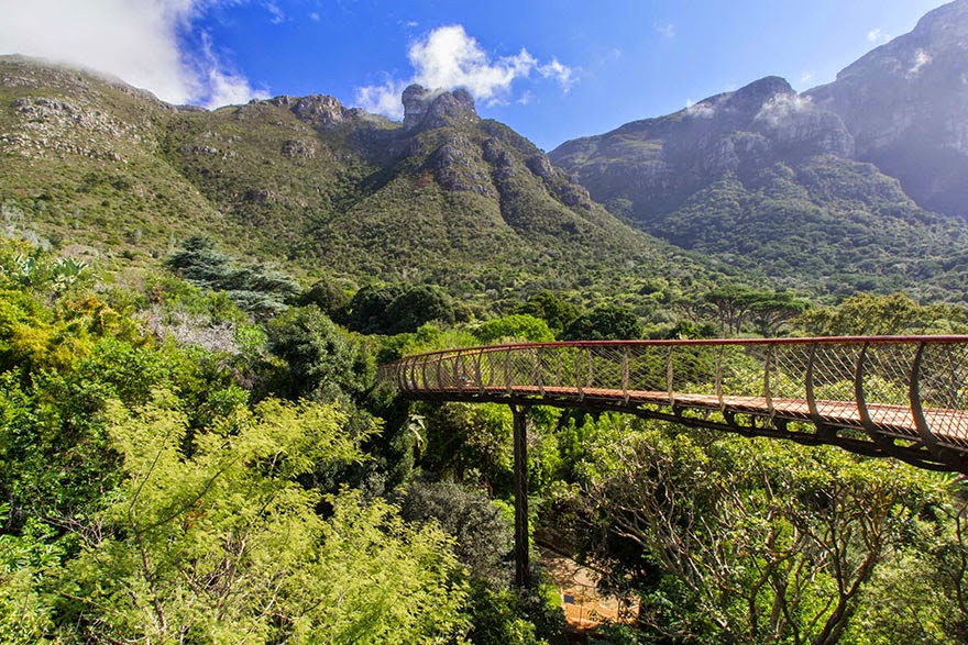 This Canopy Walkway In Cape Town Allows You To Walk High Above The Trees