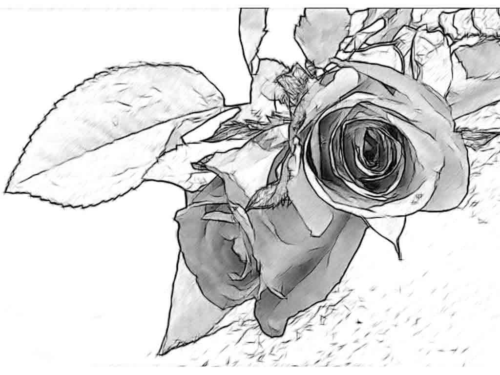 Pencil drawings Charcoal drawings and Art galleries: Rose Flowers Art