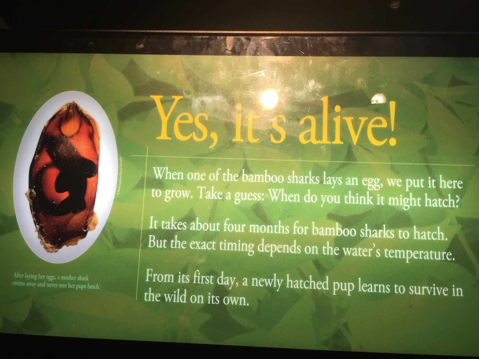 Mommy's Favorite Things Shedd Aquarium in Chicago Review & Giveaway
