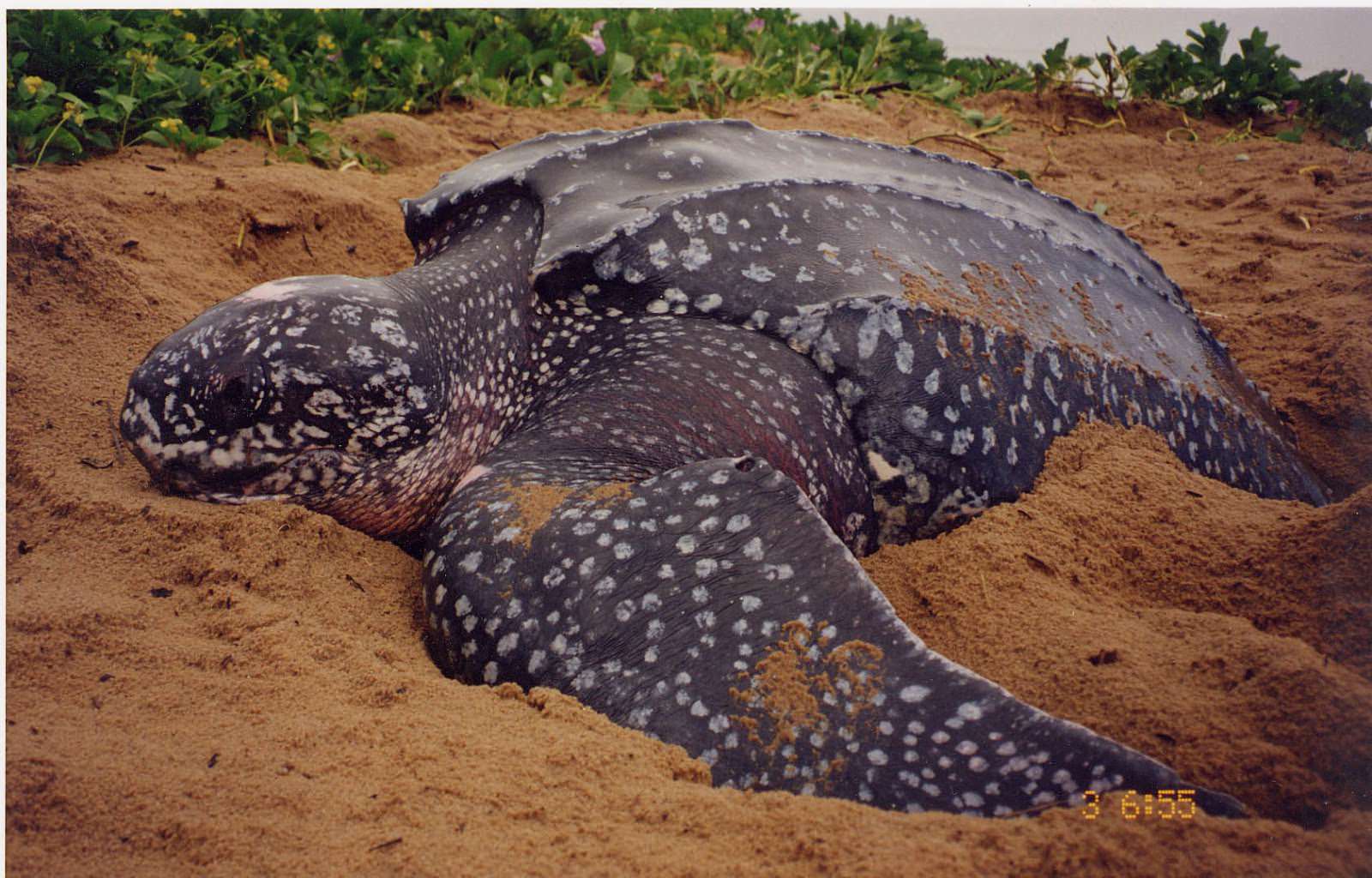 Animales del mundo TORTUGA BAULA