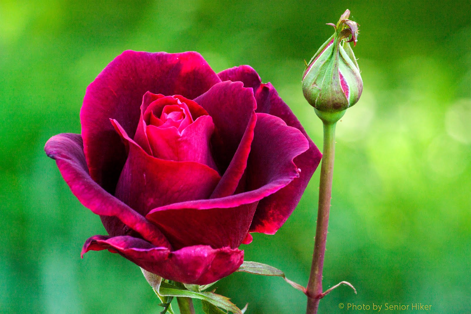 Photos by Senior Hiker Mister Lincoln Rose