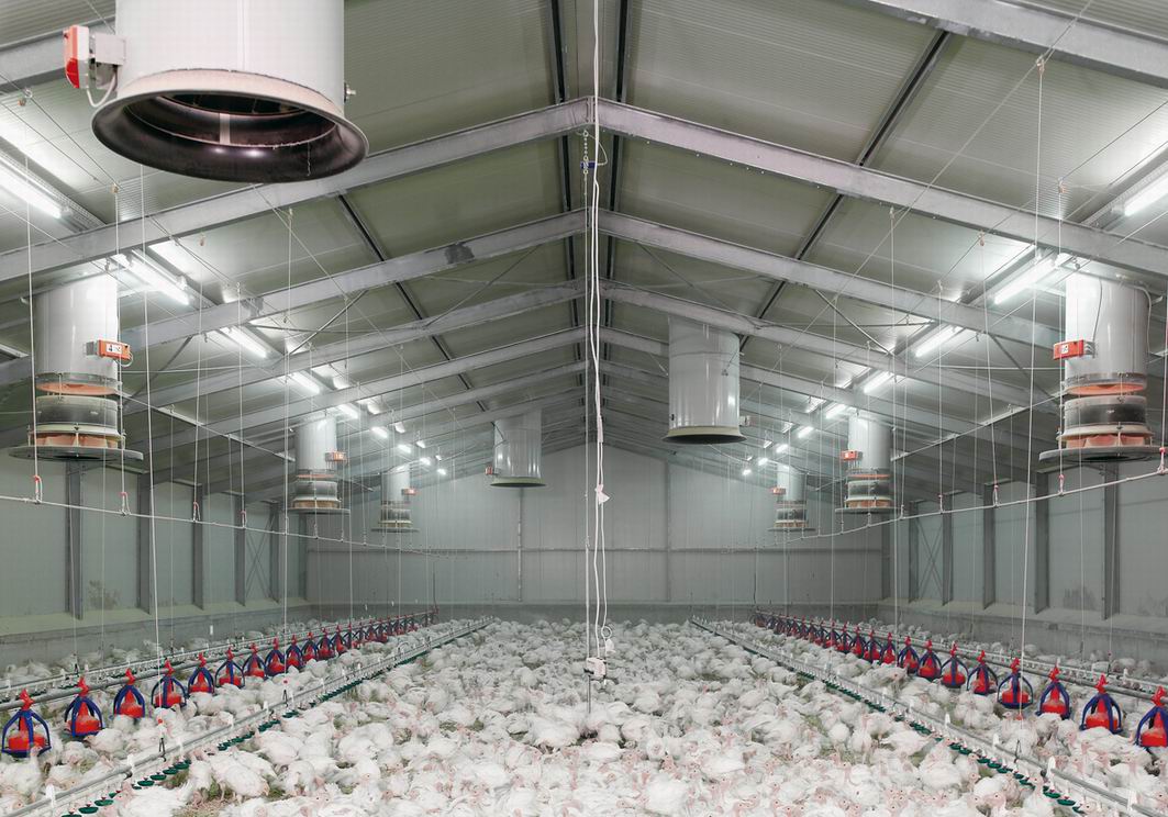 AgricultureInfo Poultry Farm Business